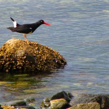 American Oystercatcher